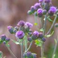When to Plant Wildflower Seeds in Indiana