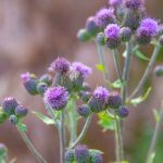 When to Plant Wildflower Seeds in Indiana