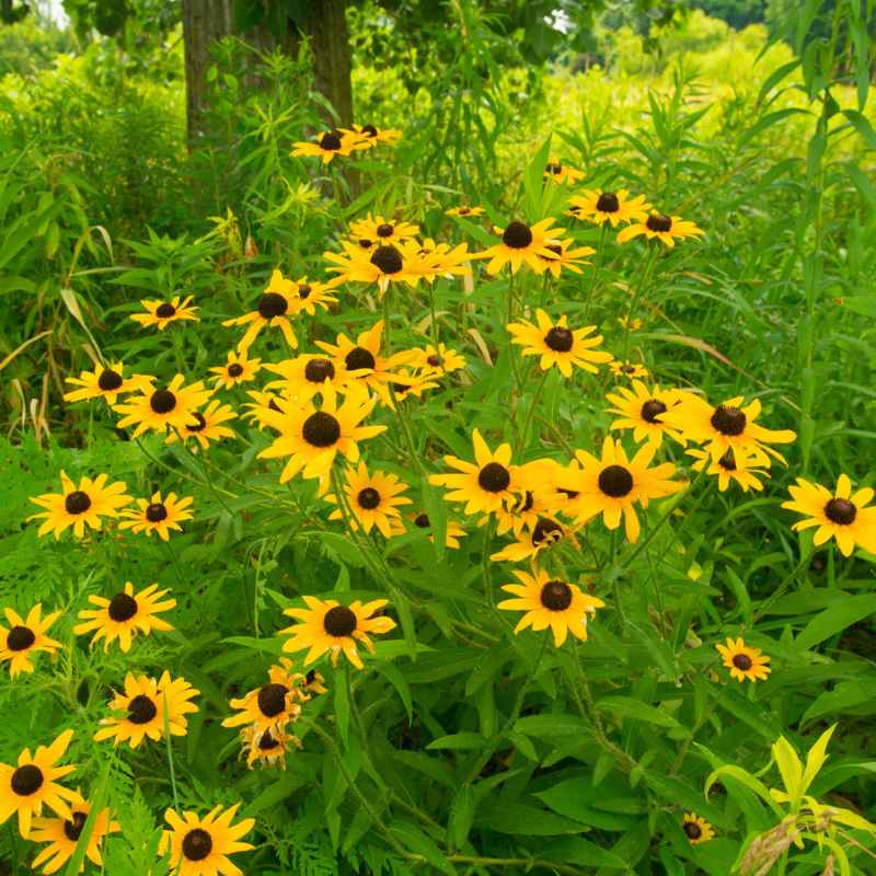 Understanding Indiana's Climate for Wildflower Planting