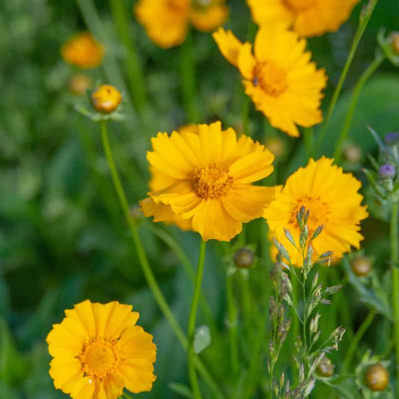 Common Mistakes to Avoid When Planting Wildflowers
