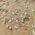 Where to Buy Crushed Shells for Landscaping Near You