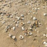 Where to Buy Crushed Shells for Landscaping Near You