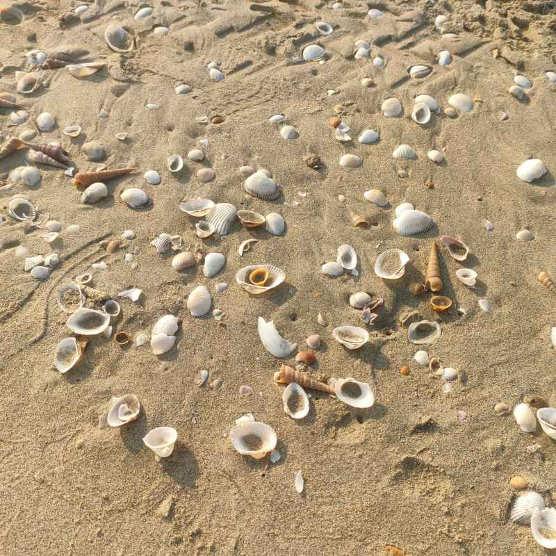 Where to Buy Crushed Shells for Landscaping Near You
