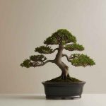 Where to Buy Large Quantities of Nana Juniper Bonsai Trees
