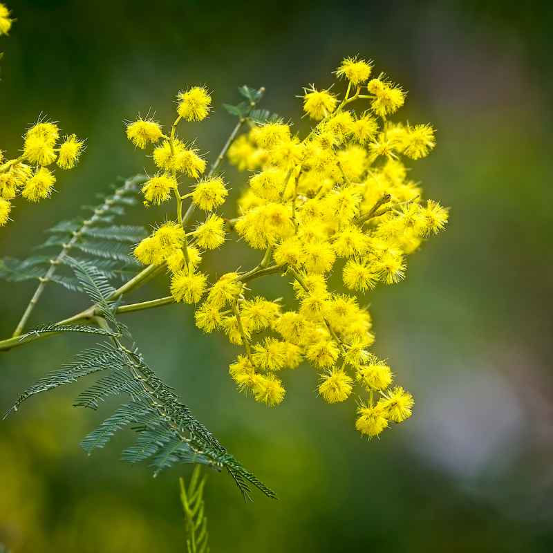 Why Choose Native Plants for Your Long Island Garden?