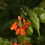 Where to Buy Native Plants for Long Island Gardens