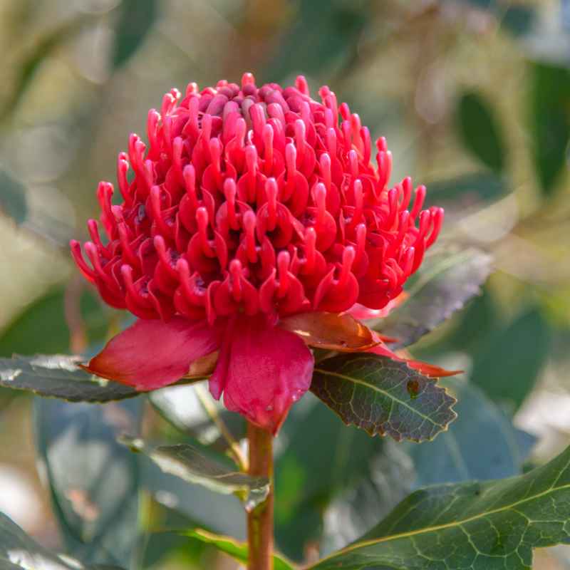 Common Mistakes to Avoid When Buying Native Plants