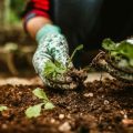 Why Should People Invest in Vegetable Gardens