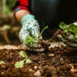 Why Should People Invest in Vegetable Gardens
