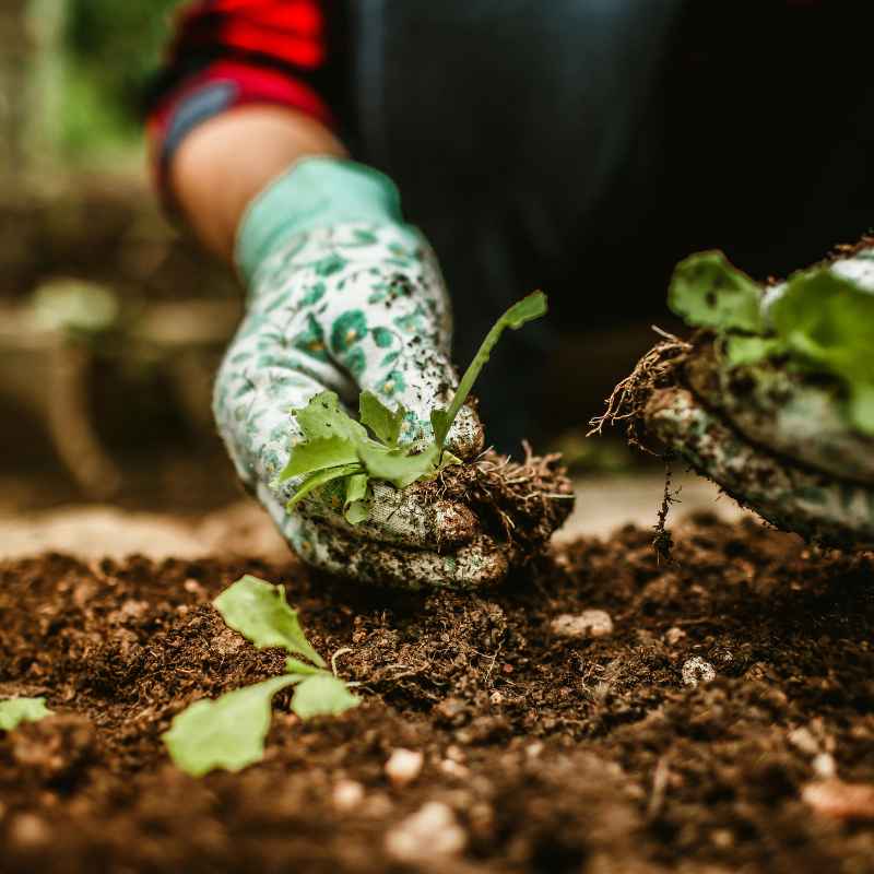 Why Should People Invest in Vegetable Gardens