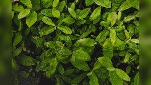 A New Highly Nutritious Crop Is Being Planted: What to Know
