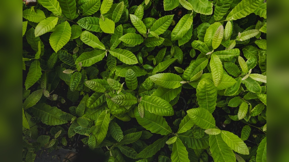 A New Highly Nutritious Crop Is Being Planted: What to Know