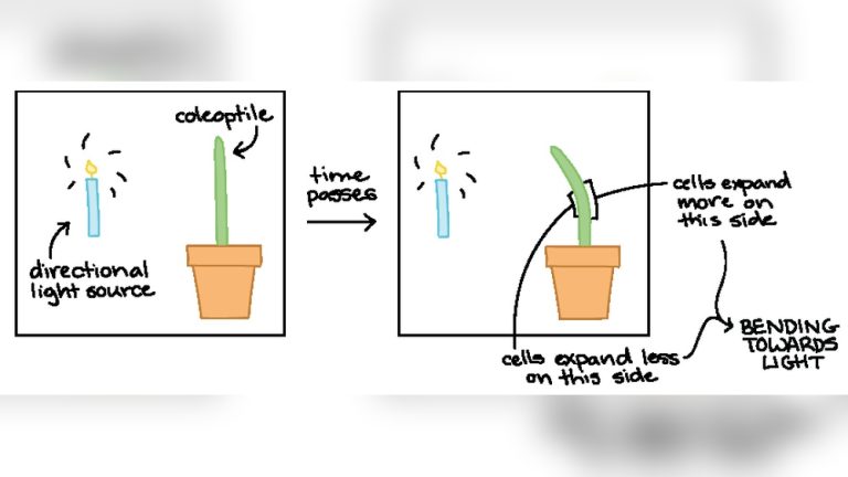 A Plant Growing Towards the Light is an Example of