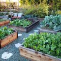 Are Blueberries Good for Vegetable Gardens? Pros & Cons