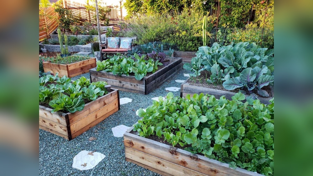 Are Blueberries Good for Vegetable Gardens? Pros & Cons
