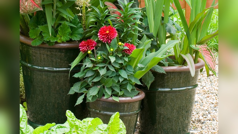 Are Dahlias Good for Vegetable Gardens