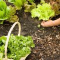 Are Dead Leaves Good for Vegetable Gardens? Surprising Truth