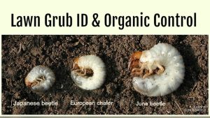 Are Grubs Bad For Vegetable Gardens? Signs & Solutions