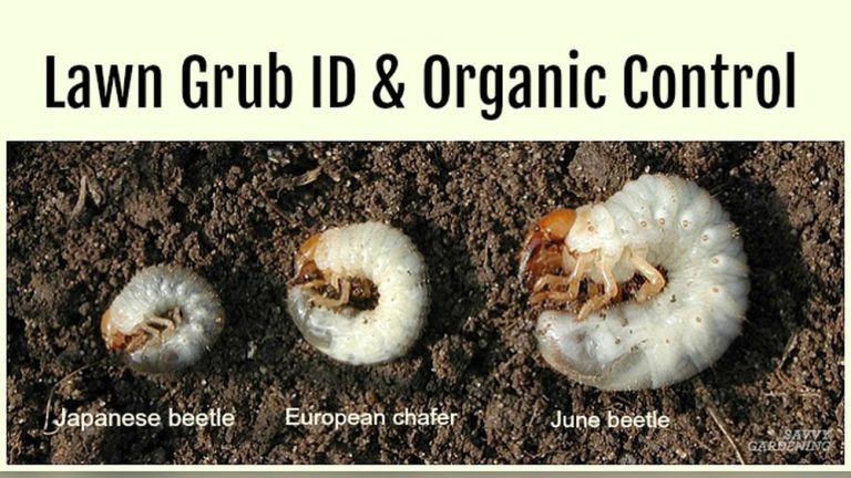 Are Grubs Bad for Vegetable Gardens? Signs & Solutions