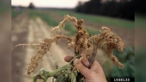 Are Nematodes Bad for Vegetable Gardens