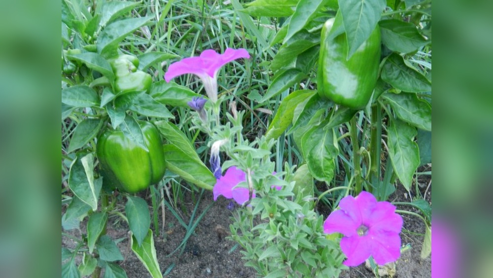 Are Petunias Good for Vegetable Gardens