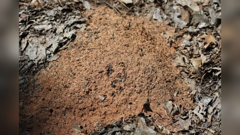 Are Red Ants Bad for Vegetable Gardens