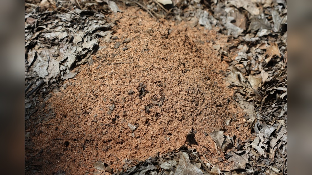 Are Red Ants Bad for Vegetable Gardens