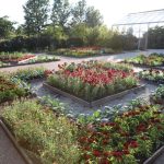 Are Snapdragons Good for Vegetable Gardens? Gardener'S Guide