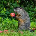 Are Squirrels a Threat to Vegetable Gardens? Yes