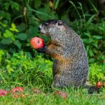 Are Squirrels a Threat to Vegetable Gardens? Yes