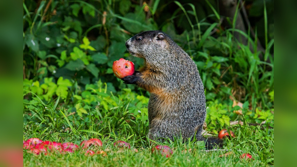 Are Squirrels a Threat to Vegetable Gardens? Yes