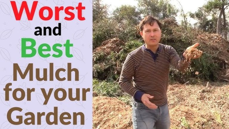 Are Wood Chips Bad for Vegetable Gardens