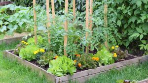 Best Methods Of Vegetable Gardening Every Grower Should Try