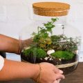 Can a Bonsai Tree Live in a Closed Aquatic Ecosystem?
