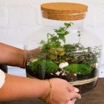 Can a Bonsai Tree Live in a Closed Aquatic Ecosystem?