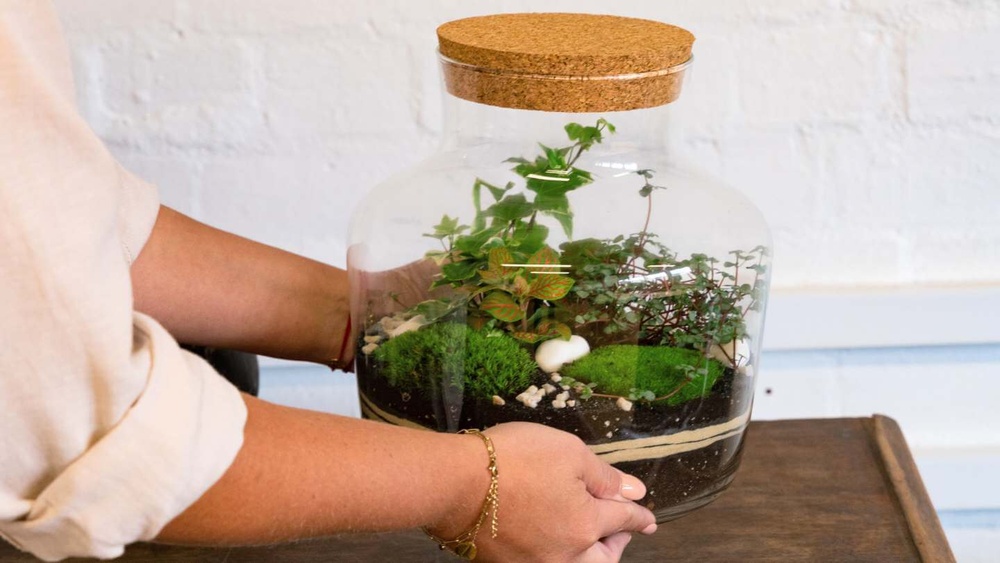 Can a Bonsai Tree Live in a Closed Aquatic Ecosystem?