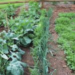 Can Brussels Sprouts And Broccoli Be Planted Together? Find Out