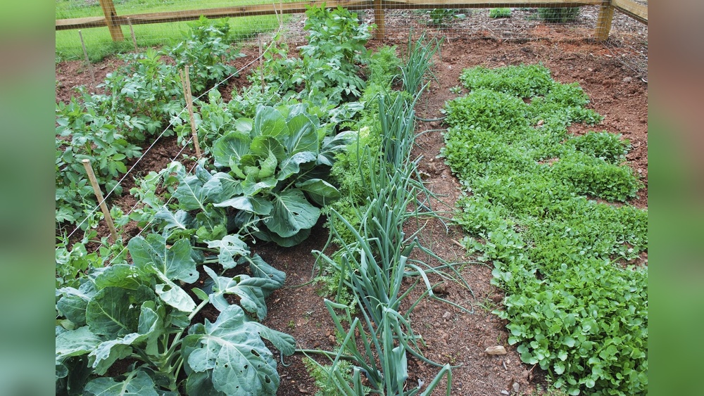 Can Brussels Sprouts And Broccoli Be Planted Together? Find Out