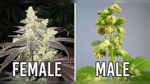 Can Female Pot Plants Produce Seeds