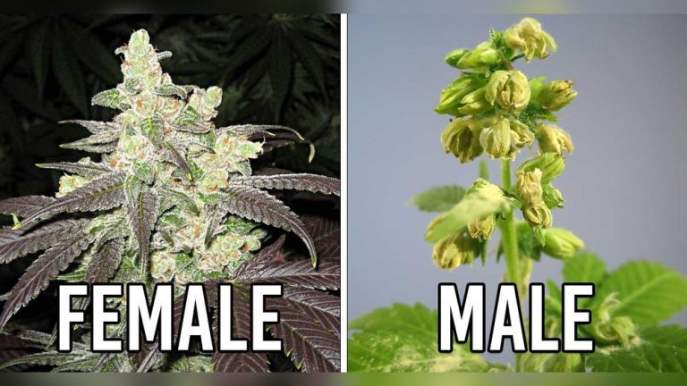 Can Female Pot Plants Produce Seeds