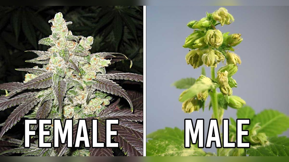 Can Female Pot Plants Produce Seeds