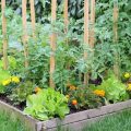 Can Grub-X Be Applied to Vegetable Gardens? Safety Guide