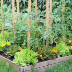 Can Grub-X Be Applied to Vegetable Gardens? Safety Guide