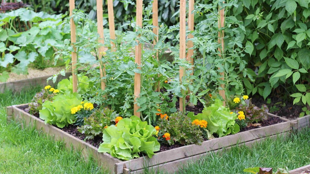 Can Grub-X Be Applied to Vegetable Gardens? Safety Guide