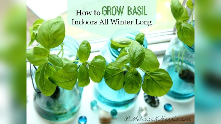Can I Bring My Basil Plant Indoors for the Winter
