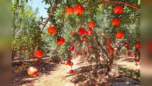 Can I Plant a Pomegranate From Seeds And Grow a Tree?