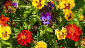 Can I Plant Marigold Seeds in the Fall And Expect Blooms?