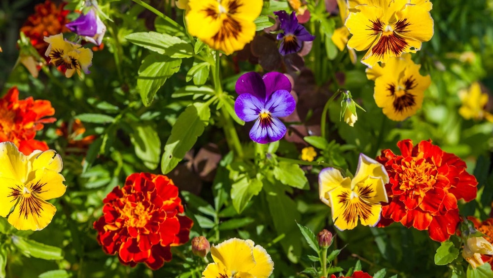 Can I Plant Marigold Seeds in the Fall And Expect Blooms?