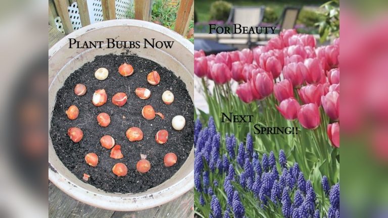 Can I Plant Tulip Bulbs in Spring