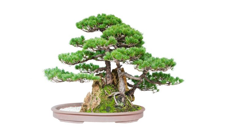 Can I Shape My Buddhist Pine Bonsai Tree With Wire